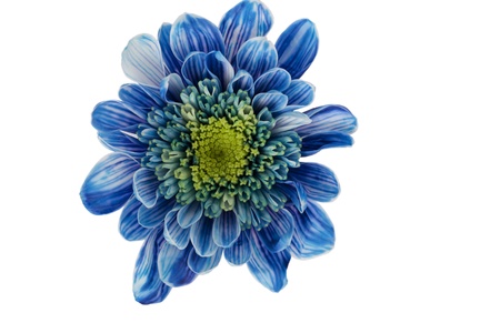 Close up image of blue daisy isolated on white backgroundの写真素材