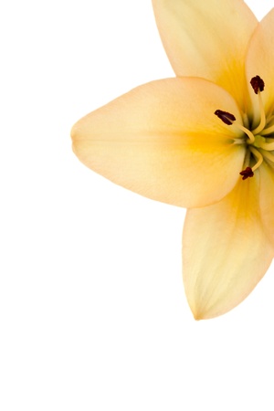 Cropped image of yellow lily against white backgroundの写真素材