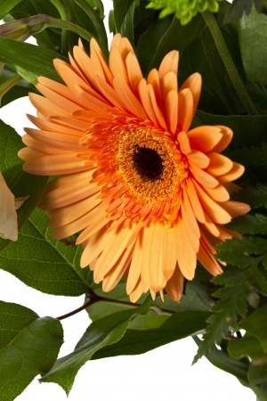 Close-up shot of yellow daisy flower.の写真素材