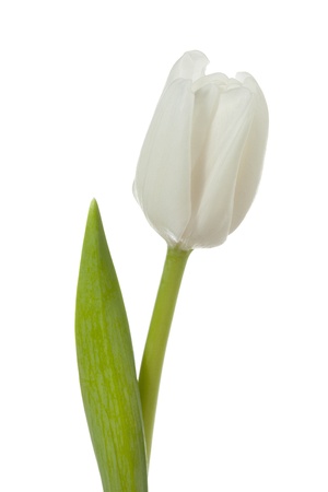 White Tulip in a vertical imageの写真素材