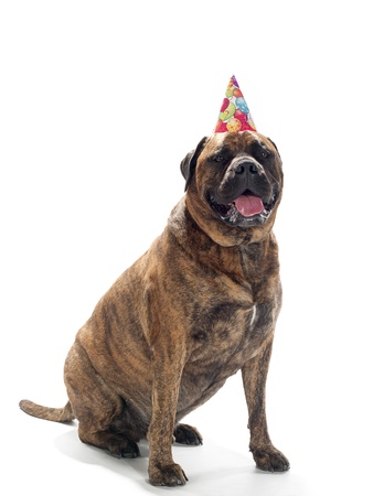 Bull Mastiff wearing a birthday hat.の写真素材