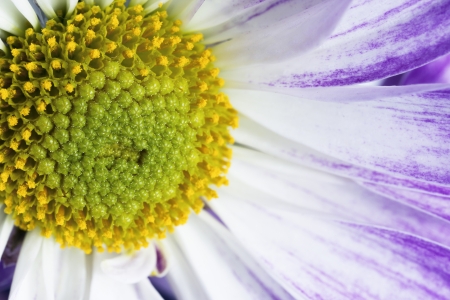 Macro shot of pollens of a purple flower.の写真素材