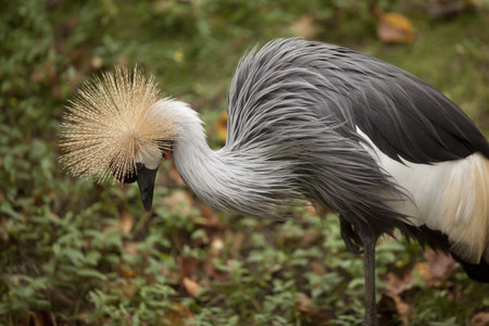 A bird with an appealing crown on its head.の写真素材