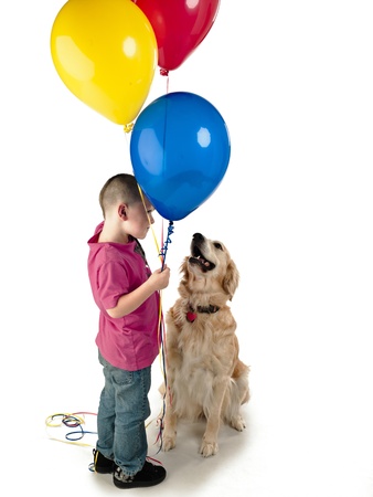 A Golden Retriever pet dog looks on balloons held by kid.の写真素材