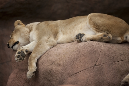 Sleeping lion on top of a red rock showing paws.の写真素材