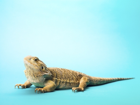Bearded dragon lizard isolated on turquoise background.の写真素材