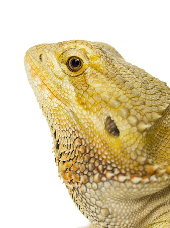 Head shot of a dragon lizard in a macro shot over white background.の写真素材