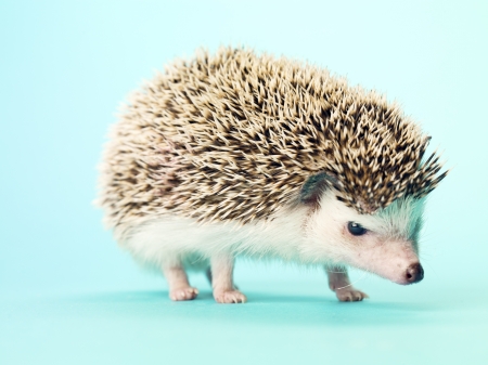 Close-up shot of a hedgehog isolated on turquoise background.の写真素材