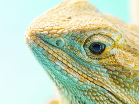 Close-up shot of a central bearded dragons head