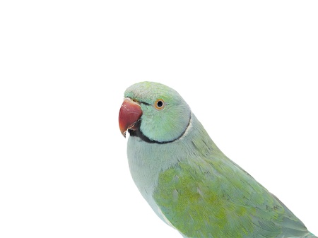 Image of a parrot isolated on whiteの写真素材