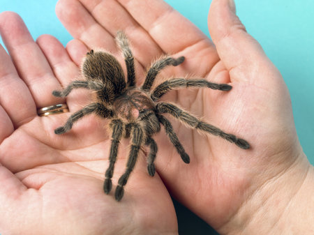 Close-up shot of tarantula in hands.