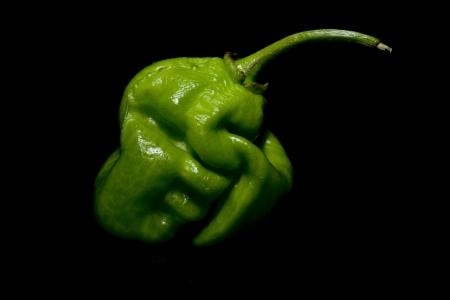 Green habanero pepper in a close-up imageの写真素材