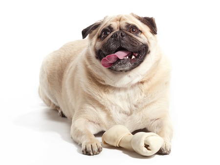 A pug laying on floor with a boneの写真素材