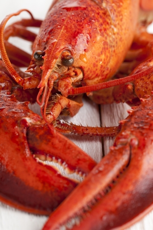 Macro image of whole red lobster on a wooden tableの写真素材