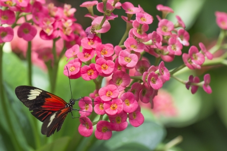 Close up image of black butterfly on pink flowerの写真素材