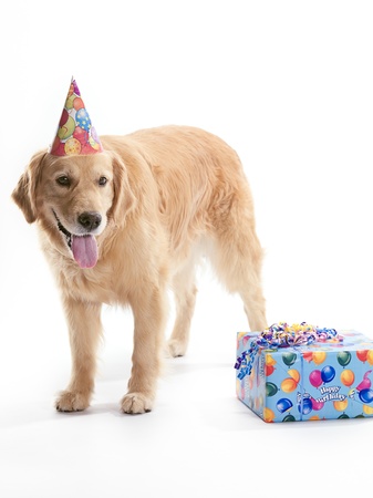 A happy Golden Retriever on a white background, standing beside a present.の写真素材