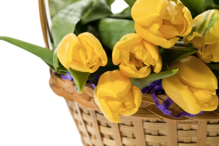 A close-up cropped image of a wooden basket with yellow tulips on a white backgroundの写真素材