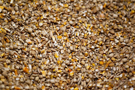 Horizontal image of a pile of dried corn grains