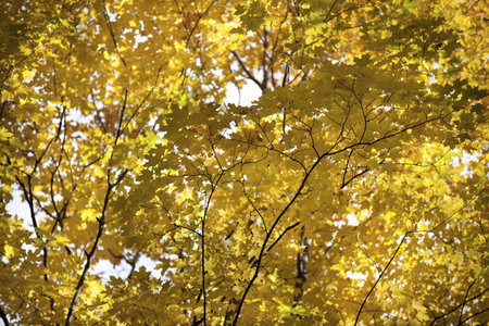 Low angle view of autumn leaves.