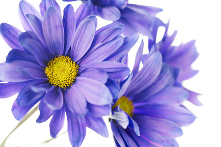 Macro image of violet daisy on white background