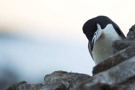 Horizontal image of cute penguin looking down while standing on the rocks with a clear sky...
