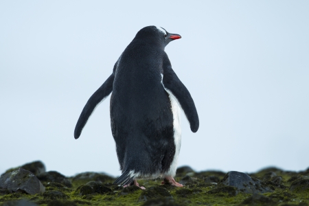 Rare view image of a standing  penguin on a rocky surfaceの写真素材