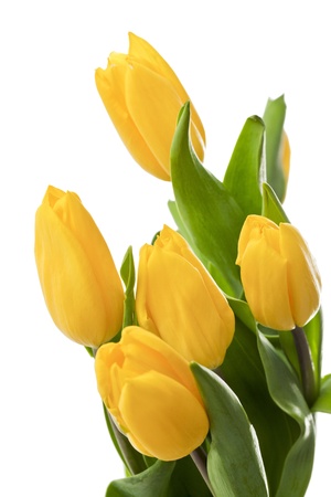 Bouquet of yellow tulips isolated onの写真素材