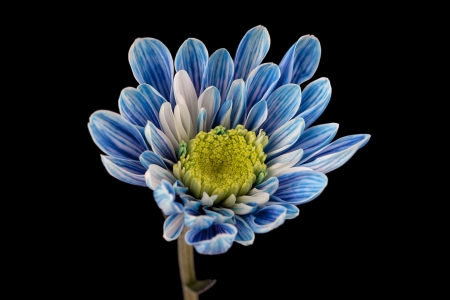 Close-up shot of blue daisy flower against dark background.の写真素材