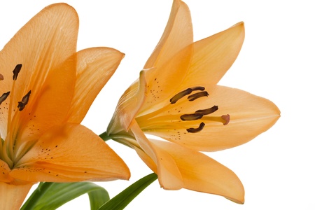 Close up image of orange stargazer against white backgroundの写真素材