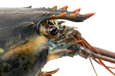 Close up image of lobster head against white backgroundの写真素材