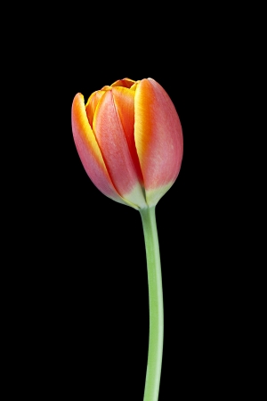 Orange flower on a black backgroundの写真素材