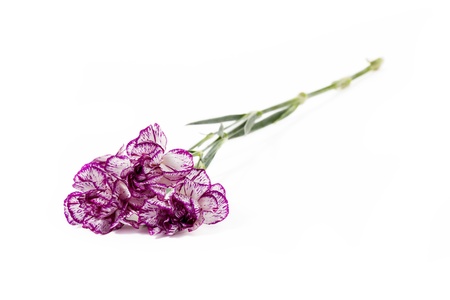 Close-up shot of pink carnation flowers lying on white surface.の写真素材