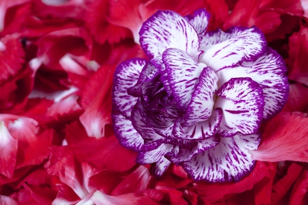 Close up image of violet carnation with red petalsの写真素材