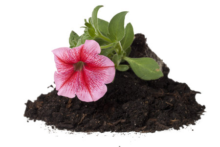 Close-up image of soil with growing flowers isolated on a white surfaceの写真素材