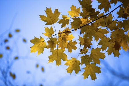 Image of maple leaves against clear sky.の写真素材