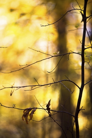Close-up shot of bare plant.の写真素材