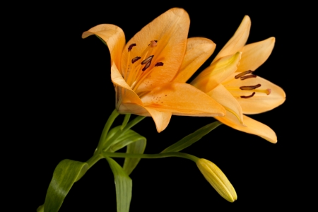 Orange lily flowers in a black backgroundの写真素材