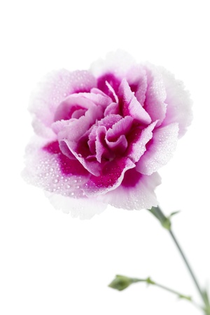 Illustration of pink and white carnation flower isolated on whiteの写真素材