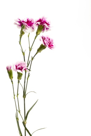 Close-up shot of bunch of pink flowers against plain white background.の写真素材