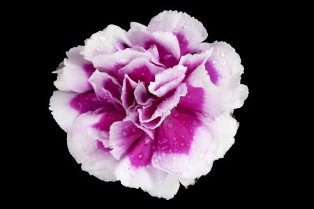Top view image of pink carnation against black backgroundの写真素材