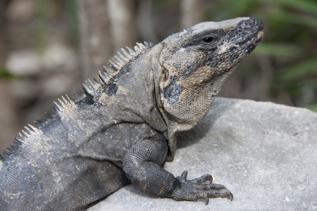 Macro shot of a mature iguana lying on the rocksの写真素材