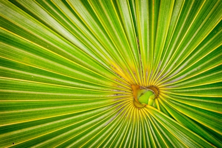 Vibrant fern with leading lines heading towards the yellow center.の写真素材