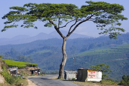 A large tree stands next to a mountain road in Indiaのeditorial素材