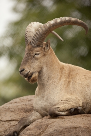 Photo of a West Caucasian Tur relaxing on a rocky hill.の写真素材