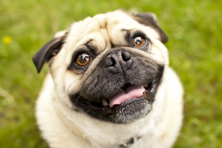 A portrait of a very happy, drooling Pug.の写真素材