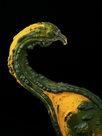 Shot of a yellow and green gourd on a black background.の写真素材