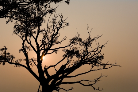 A tree by the sea silhouetted against the sunset in Kochi, India.の写真素材
