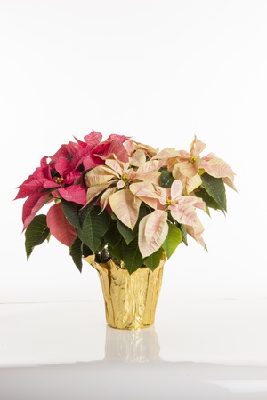 Image of a vase of poinsettia flower against white backgroundの写真素材