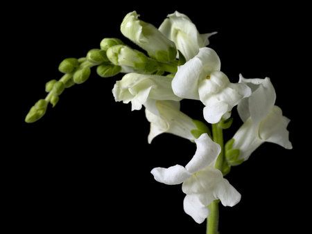 A curving branch of partially blossomed white flowers against a black background.