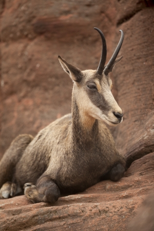 European wild goat called Chamois are valuable source of cleaning and polishing materials because of their smooth and absorbent hide の写真素材